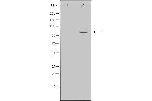 Western blot analysis of extracts of HeLa, using ZYX antibody. (ZYX anticorps  (Internal Region))