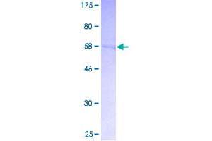Image no. 1 for Cyclin-Dependent Kinase 5, Regulatory Subunit 1 (p35) (CDK5R1) (AA 1-307) protein (GST tag) (ABIN1348962)