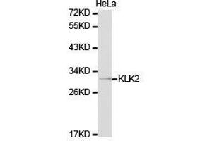 Western Blotting (WB) image for anti-Kallikrein 2 (KLK2) antibody (ABIN1873440) (Kallikrein 2 anticorps)