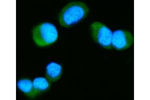 IF analysis of Tau/MAPT using anti-Tau/MAPT antibody (ABIN7599268). (MAPT anticorps  (AA 1-322))