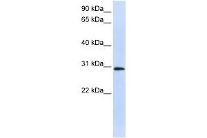 WB Suggested Anti-C6orf21 Antibody Titration:  0. (LY6G6F anticorps  (Middle Region))