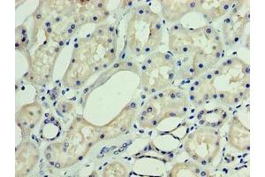Immunohistochemistry of paraffin-embedded human kidney tissue using ABIN7150554 at dilution of 1:100