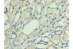 Immunohistochemistry of paraffin-embedded human kidney tissue using ABIN7150554 at dilution of 1:100 (DNAJC3 anticorps  (AA 1-226))