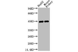 Western blot analysis of 1) HepG2, 2) Mouse Kidney, diluted at 1:1000. (AMACR anticorps)