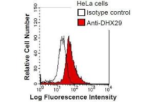 HeLa cells were fixed in 2% paraformaldehyde/PBS and then permeabilized in 90% methanol. (DHX29 anticorps)