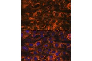 Immunofluorescence analysis of C6 cells using YB-1/YBX1 Rabbit mAb (ABIN7271410) at dilution of 1:100 (40x lens).