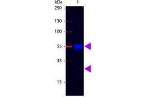 Image no. 1 for Rabbit anti-Pig IgG (Whole Molecule) antibody (FITC) (ABIN301513) (Lapin anti-Porc IgG (Whole Molecule) Anticorps (FITC))