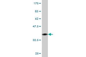 Western Blot detection against Immunogen (35.