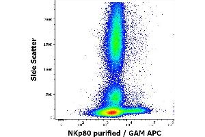 Flow cytometry surface staining pattern of human peripheral whole blood stained using anti-human NKp80 (5D12) purified antibody (concentration in sample 1,7 μg/mL, GAM APC). (KLRF1 anticorps  (Extracellular Domain))