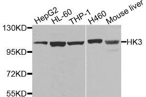 Western blot analysis of extracts of various cell lines, using HK3 antibody. (HK3 anticorps)