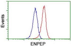 Flow cytometric Analysis of Jurkat cells, using anti-ENPEP antibody (ABIN2455401), (Red), compared to a nonspecific negative control antibody, (Blue). (ENPEP anticorps)
