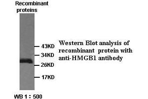 Image no. 1 for anti-High Mobility Group Box 1 (HMGB1) antibody (ABIN791169) (HMGB1 anticorps)