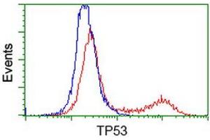 Image no. 5 for anti-Tumor Protein P53 (TP53) antibody (ABIN1499967) (p53 anticorps)
