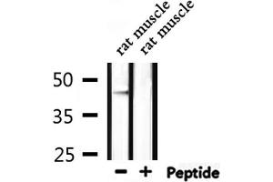 Western blot analysis of extracts from rat muscle, using DRD4 Antibody.
