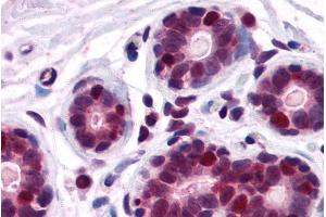 ABIN185199 (2. (DDX5 anticorps  (C-Term))