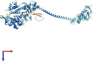 AlphaFold protein structure predicition of Mouse Recombinant Myo1c Protein, UniprotID Q9WTI7