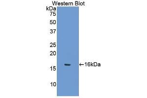 Western Blotting (WB) image for anti-Secreted Frizzled-Related Protein 5 (SFRP5) (AA 48-161) antibody (ABIN3204897) (SFRP5 anticorps  (AA 48-161))