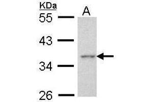 WB Image Sample (30 ug of whole cell lysate) A: Hela 10% SDS PAGE antibody diluted at 1:1000