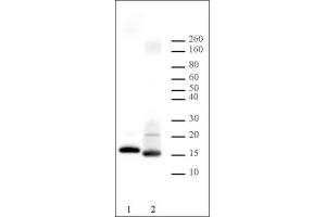 Histone H2B antibody tested by Western blot. (Histone H2B anticorps)