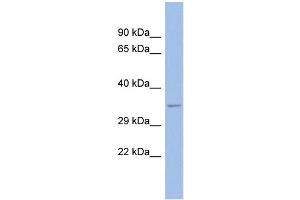 WB Suggested Anti-SPP1 Antibody Titration: 0. (Osteopontin anticorps  (N-Term))