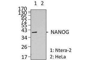 Western Blotting (WB) image for anti-Nanog Homeobox (NANOG) antibody (ABIN2666251) (Nanog anticorps)