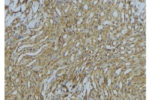 ABIN6273012 at 1/100 staining Mouse kidney tissue by IHC-P. (PEX16 anticorps  (Internal Region))