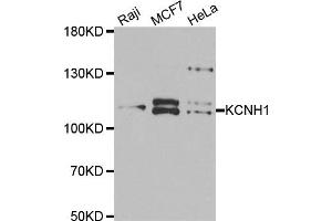 Western blot analysis of extracts of various cell lines, using KCNH1 antibody. (KCNH1 anticorps)