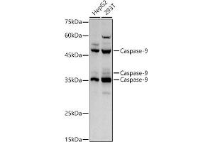 Western blot analysis of extracts of various cell lines, using Caspase-9 antibody (ABIN6131534, ABIN6137975, ABIN6137977 and ABIN6213766) at 1:1000 dilution.