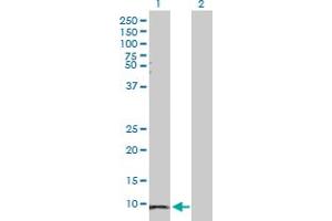 Western Blot analysis of SAA1 expression in transfected 293T cell line by SAA1 MaxPab polyclonal antibody. (SAA1 anticorps  (AA 1-122))