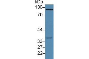 Western Blot; Sample: Rat Testis lysate; Primary Ab: 3µg/ml Rabbit Anti-Rat FOXM1 Antibody Second Ab: 0.