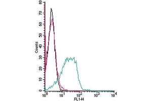 Cell surface detection of Adenosine A3 Receptor by indirect flow cytometry in live intact mouse  P815 mastocytoma cell line: + goat-anti-rabbit-FITC.