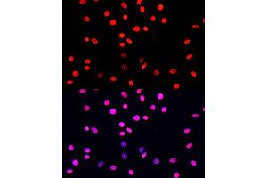Immunofluorescence analysis of C6 cells using Phospho-Histone H3-S10/T11 Rabbit pAb (ABIN7267688) at dilution of 100 (40x lens).