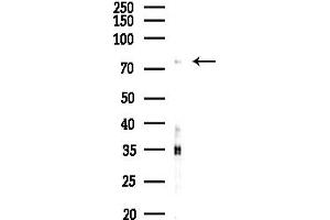 anti-Mitochondrial Antiviral Signaling Protein (MAVS) (C-Term) antibody