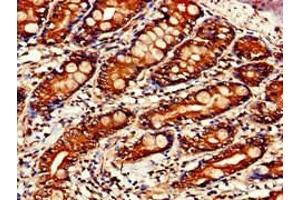 Immunohistochemistry of paraffin-embedded human small intestine tissue using ABIN7169681 at dilution of 1:100
