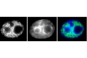 RNA pol II phospho Ser5 antibody (mAb) (Clone 1H4B6) tested by Immunofluorescence. (Rpb1 CTD anticorps  (pSer5))