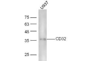 Human U937 lysates probed with Rabbit Anti-CD32 Polyclonal Antibody, Unconjugated  at 1:5000 for 90 min at 37˚C. (Fc gamma RII (CD32) (AA 201-300) anticorps)