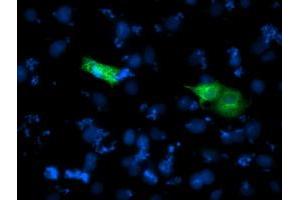 Immunofluorescence (IF) image for anti-Sedoheptulokinase (SHPK) antibody (ABIN1500922)