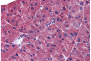 Mouse pancreas: Formalin-Fixed, Paraffin-Embedded (FFPE) (IFIH1 anticorps  (C-Term))