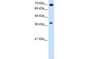 Western Blotting (WB) image for anti-Forkhead Box J1 (FOXJ1) antibody (ABIN2461630) (FOXJ1 anticorps)