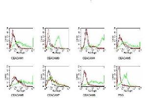 Members of the CEACAM family were expressed on BOSC cells after transient transfection with expression vectors containing either the cDNA of CEACAM1, 5, 6, 7, 8 or a recombinant trans-membrane-anchored PSG1 fusion protein. (CEACAM7 anticorps)