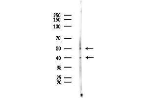 anti-BUD31 Homolog (BUD31) (N-Term) antibody