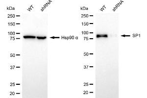 Western blotting analysis using SP1 antibody (ABIN7800415). (SP1 anticorps)