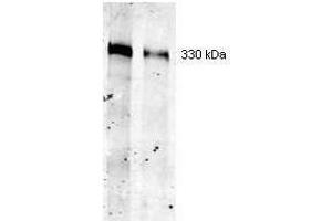 Western blot using ROCKLAND Immunochemical's Mouse Mab-anti-Thyroglobulin antibody. (Thyroglobulin anticorps)