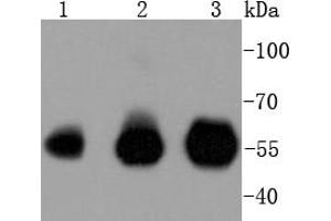Lane 1: Hela, Lane 2: Jurkat, Lane 3: THP-1 lysates probed with IRF3 (4C3) Monoclonal Antibody  at 1:1000 overnight at 4˚C. (IRF3 anticorps)