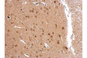 IHC-P Image APLP2 antibody [N1N2], N-term detects APLP2 protein at nucleus on mouse fore brain by immunohistochemical analysis. (APLP2 anticorps  (N-Term))