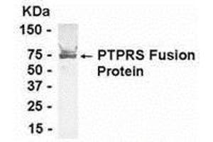 Western Blotting (WB) image for anti-Protein tyrosine Phosphatase, Receptor Type, S (PTPRS) (AA 330-524) antibody (ABIN2468002) (PTPRS anticorps  (AA 330-524))