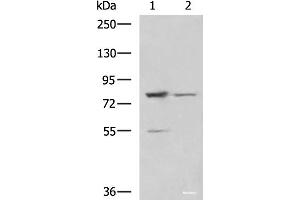 Western blot analysis of LO2 and 231 cell lysates using SORBS2 Polyclonal Antibody at dilution of 1:800 (Sorbs2 anticorps)