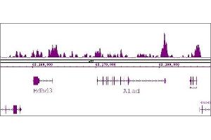 FOXG1 antibody (pAb) tested by ChIP-Seq.