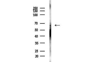 Western blot analysis of lysates from Mouse testis, using Angiopoietin 2 Antibody at 1/1000 dilution.