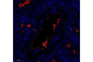 Immunofluorescence of paraffin embedded mouse uterus using LTF (ABIN7074457) at dilution of 1: 700 (250x lens)